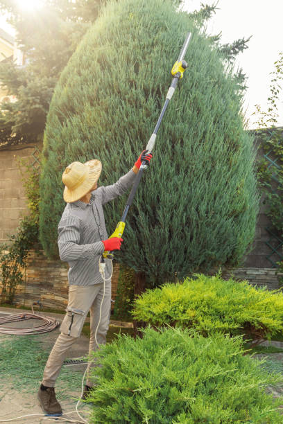 Professional Tree Care  in Cheyenne, WY